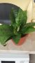 цвете сансевиера, снимка 1 - Стайни растения - 45694536