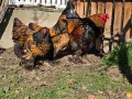 Продавам разплодни яйца от Златно кантирана Брама/Gold Laced Brahma, снимка 14