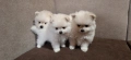 Померан - Момчета и момиче, снимка 1