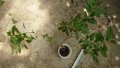 Коледна череша Solanum Йерусалимска череша, снимка 2