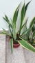 Сансевиера 2 вида / Sansevieria Hahnii/Sansevieria trifasciata  , снимка 13