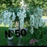 Продавам рози, снимка 8 - Градински цветя и растения - 45108981