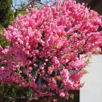Японска Слива- Prunus triloba Студоустойчива, снимка 6 - Разсади - 45162690