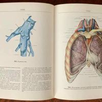 Атлас анатомии человека, Синельников, том 1-3, снимка 8 - Специализирана литература - 45251781