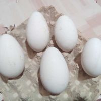 Яйца от гъски, снимка 1 - други­ - 45224774