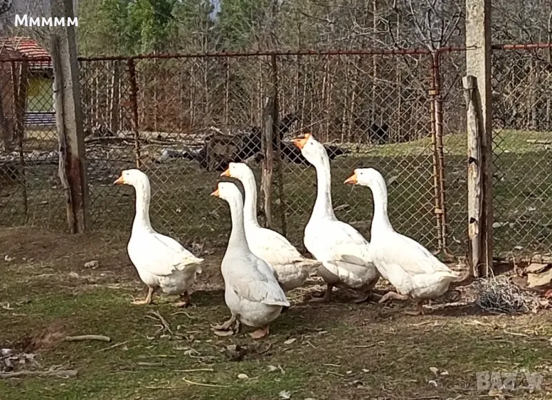 Продавам млади бели гъски порода Линда. , снимка 1