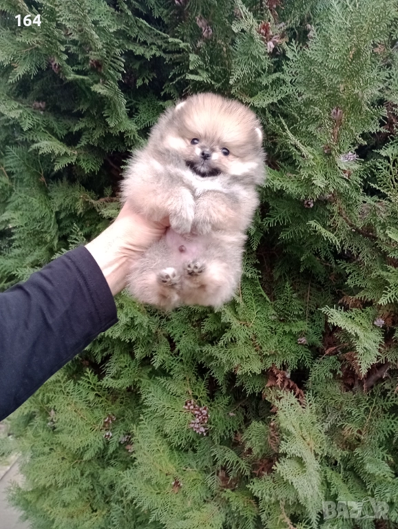 Миниатюрно мини момченце. Померан., снимка 1