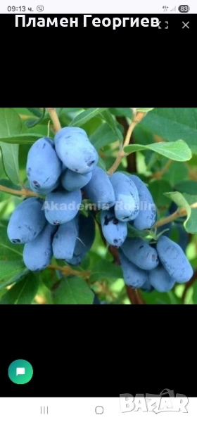 Лоницера Камчатика Войтек - Майска боровинка , снимка 1