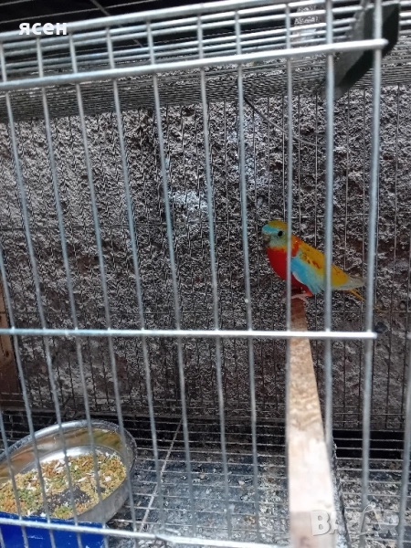 Продавам чифт лазурни неофеми , снимка 1