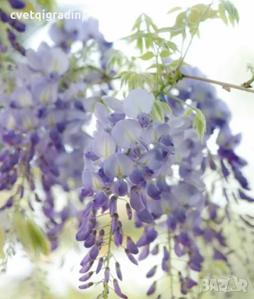 Wisteria Geisha (Вистерия Гейша, снимка 1