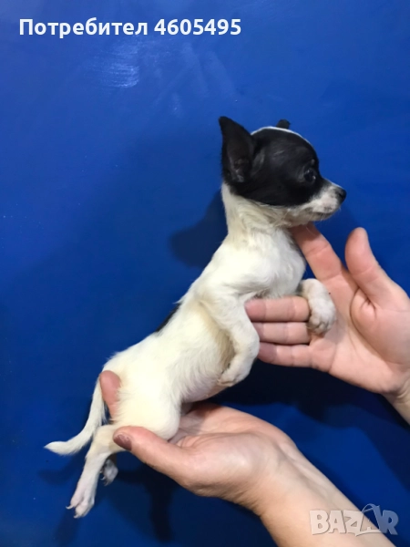 Мини ЧихуПинчери Арлекин, снимка 1