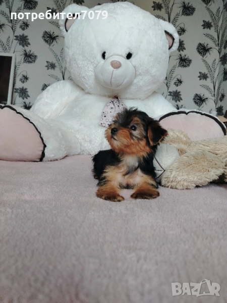 Йоркширски териер мини, снимка 1