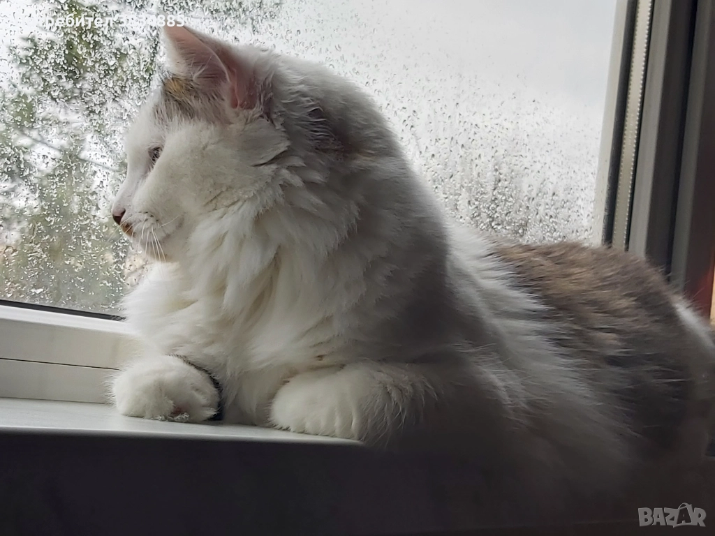 Сибирски котарак , снимка 1