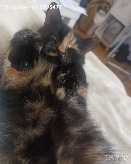 Коте, снимка 1