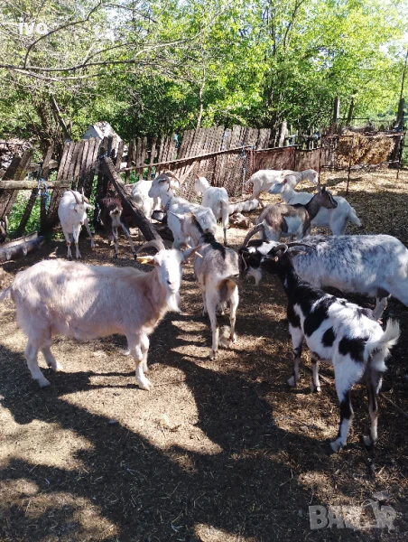 ярета кози , снимка 1