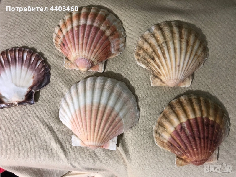 Декоративни миди Пектен (средиземноморски), снимка 1