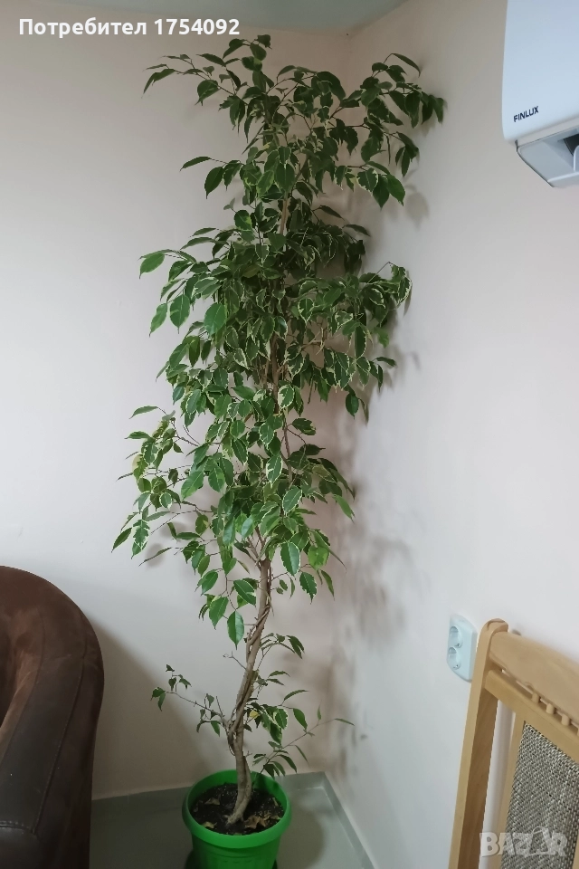 Бенджамин , снимка 1