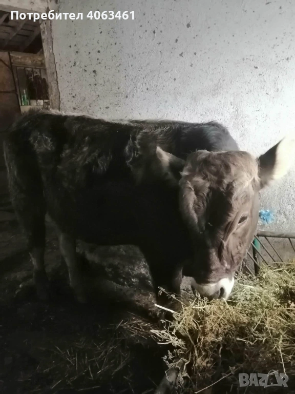 Продавам теле , снимка 1