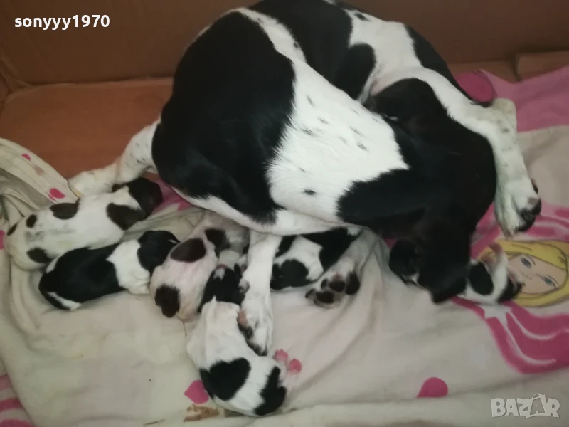 ДЖАК РЪСЕЛ БЕБЕТА 1408252035, снимка 1