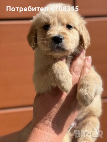 Голдън ретривър момче родословен баща, снимка 4 - Голдън ретривър - 54211164