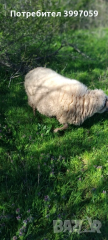 продавам 3 броя мъжки шилета, снимка 9 - Овце - 54127212