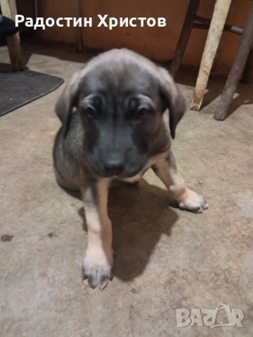 Продавам куче кане корсо