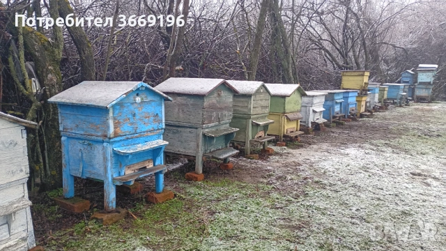 Продавам пчелни кошери обл.Враца, снимка 2 - Други - 53517299