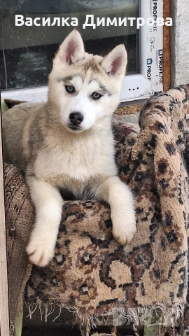 продавам сибирски хъскита и аляски маламут на 3 месеца , снимка 2 - Хъски - 54158603