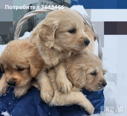 Чистокръвни Голдън ретривър мъжки и женски мъжки и женски, снимка 5 - Голдън ретривър - 53374947