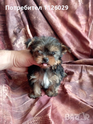 Мини йорки - момичета , снимка 6 - Йоркширски териер - 54235703
