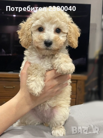 Мини пудели, женски, снимка 10 - Пудели - 53940833