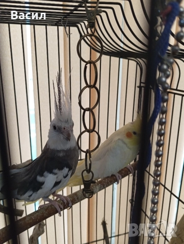 Продавам двойка много красиви Корели. Женската е много руса и красива., снимка 2 - Папагали - 52184695