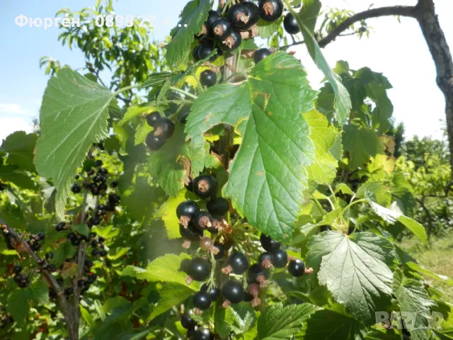 Касис- Френско грозде, снимка 13 - Градински цветя и растения - 27293149