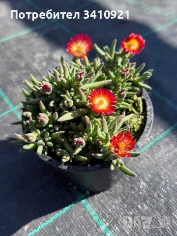 Делосперма , снимка 5 - Градински цветя и растения - 48993391