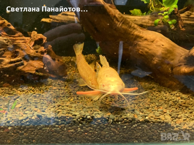 Аквариум 560л 200х45х60 + метална стойка, снимка 8 - Оборудване за аквариуми - 53537191