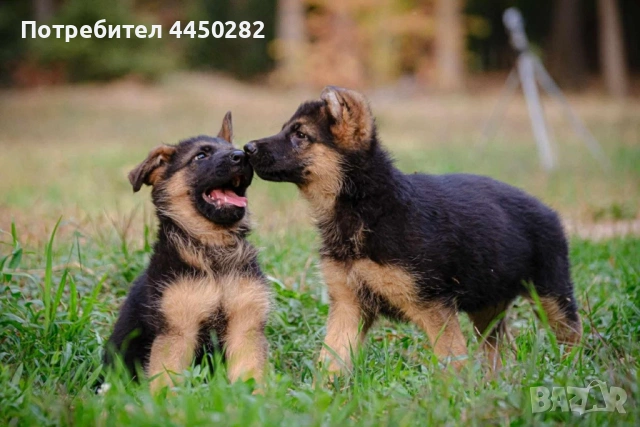 Малки немски овчарки, снимка 5 - Немска овчарка - 54177886