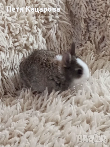 Прозавам декоративни зайчета, снимка 8 - Декоративни зайчета - 53955203