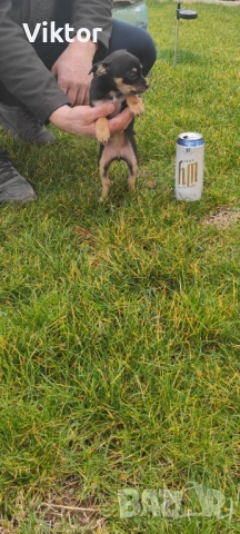 Продавам пинчер, снимка 4 - Пинчер - 53498048