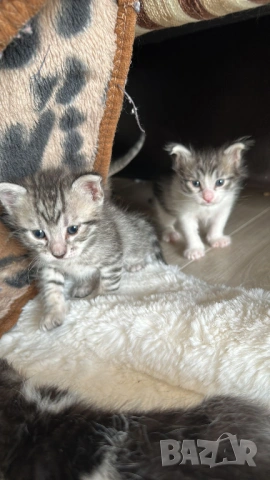 Домашни Котенца + Доставка 50 евро, снимка 2 - Ангорски - 40695376