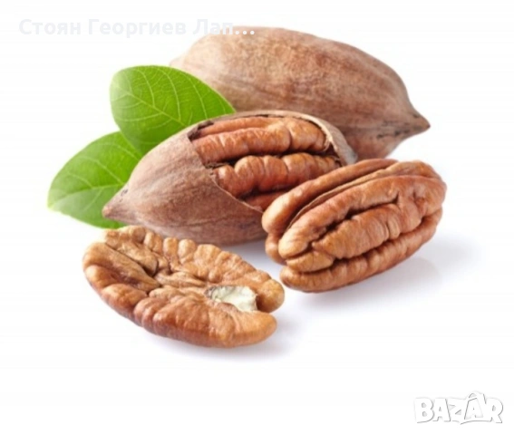 Орех Пекан , снимка 4 - Разсади - 53790736