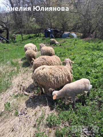 Овце и два коча