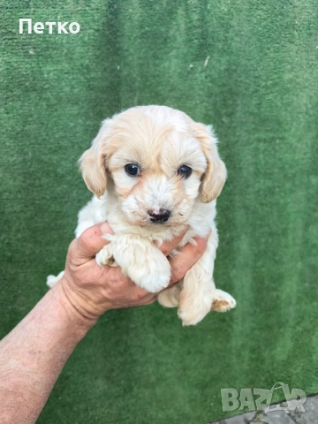 Малтипу , снимка 5 - Пудели - 54022310