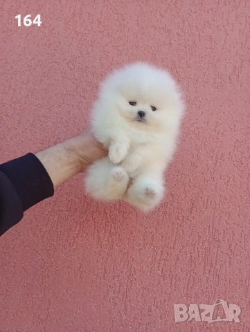 Женски бял Померан. Реални снимки от днес!