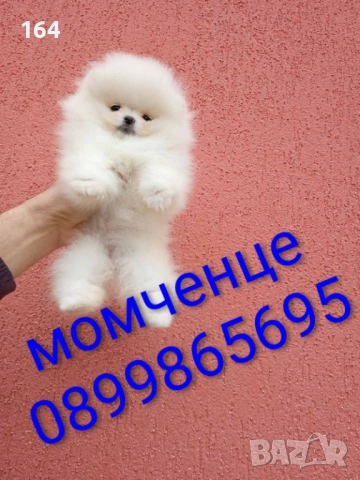 Бели мини Померани. Реални снимки !, снимка 2 - Мъжки - 54133601