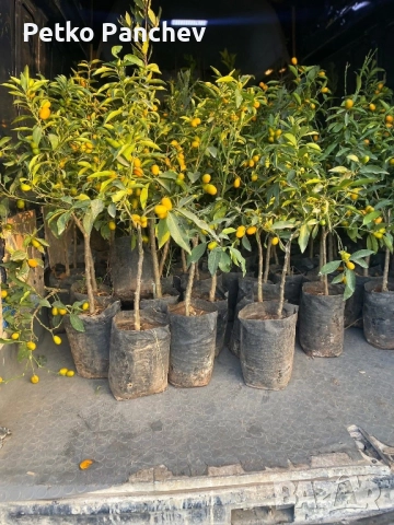 Кумкуат със плод , снимка 2 - Стайни растения - 51008598