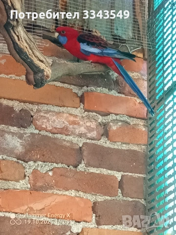 Мъжка пенантова розела , снимка 3 - Папагали - 53382154