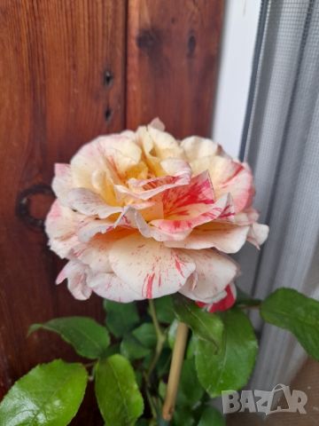 Роза, снимка 7 - Градински цветя и растения - 46066319