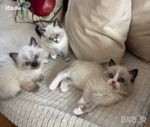 породисти котенца, снимка 2 - Персийска - 53830751