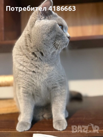 Късокосмест британец за разплод, снимка 15 - Британска късокосместа - 52215816