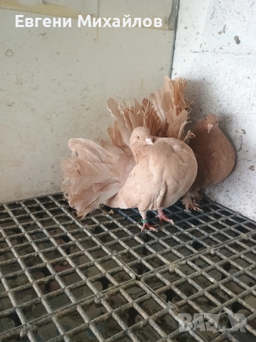 Фенерлии , снимка 4 - Гълъби - 52901934